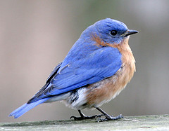 twitterbird